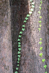 wood cracked texture