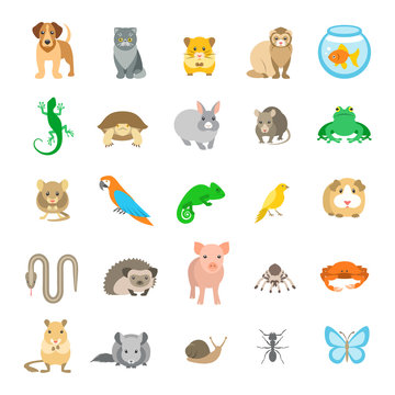 Animals pets vector flat colorful icons set. Cartoon illustrations of various domestic animals. Mammals, rodents, amphibian, insects, birds, reptiles, which people take care of at home
