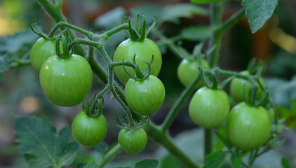 Tomatoes on the green