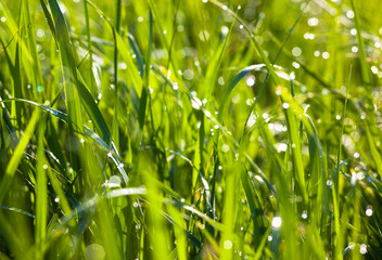 Dew drops on the green grass
