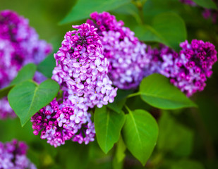 Flowers of Lilac