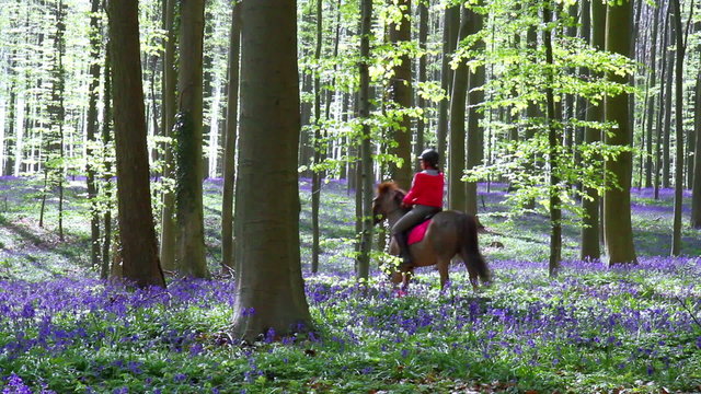 Rider in Halle Forest, a mystical forest in Belgium.