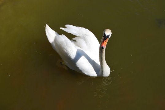 Swan from Sardinia