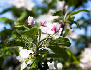 Blooming apple tree