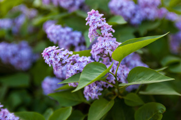 Flowers of Lilac
