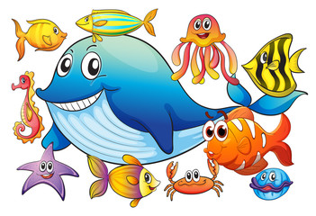 Obraz na płótnie Canvas Different kind of sea animals