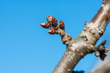 budding branches in the spring against the blue sky