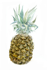 Watercolor pineapple isolated on white