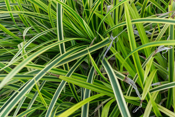 Inside the Jungle Tropical Plants