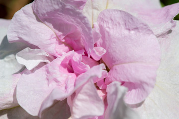 Pink hibiscus flower - close up