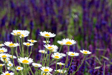 chamomile against the background of other herbs on the field