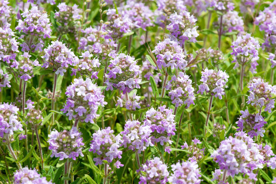 Thymus serpyllum, known as Breckland thyme, wild thyme or creeping thyme