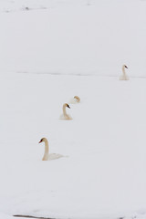 All things Winter