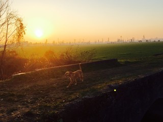 cane al tramonto