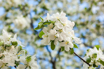 Blooming apple tree