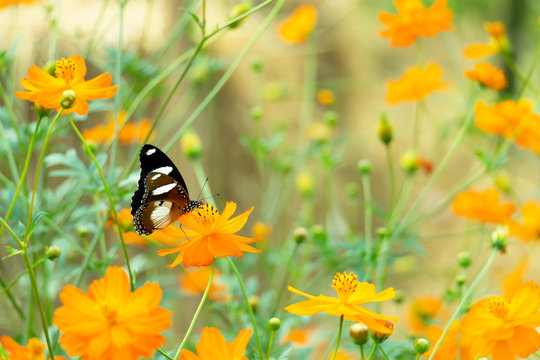 butterfly on yellow cosmos