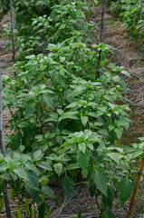 The pepper plants