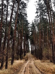 Fototapeta premium дорога в сосновом бору