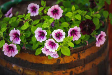 Beautiful garden flowers in wooden vat