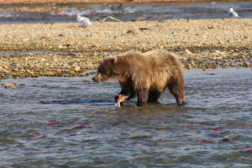 Grizzly bear