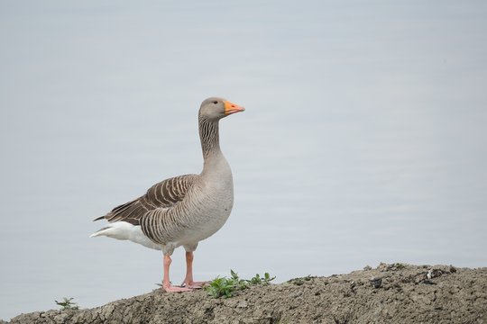 Wild goose (anser anser)