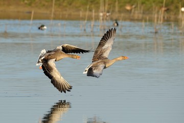 Wild goose (anser anser)