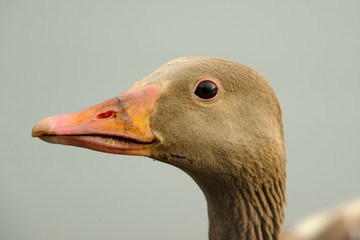 Wild goose (anser anser)