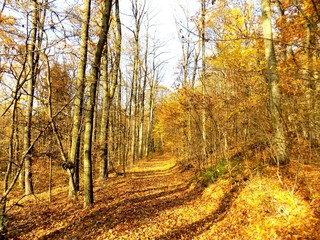 Obraz premium Path in deciduous forest in fall