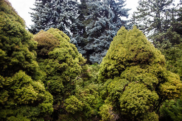 Fototapeta premium Landscape with blue spruces and juniper trees