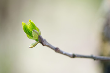 budding branches in the spring - selective focus