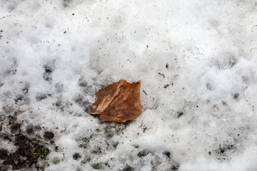 Blätter im tauenden Schnee
