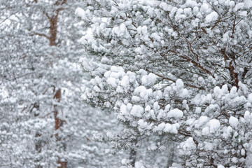 Snowfall in a pine forest