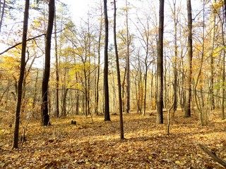 Obraz premium Deciduous forest in fall