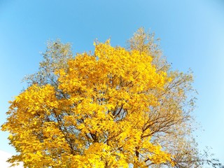 Yellow leaves on tree in autumn