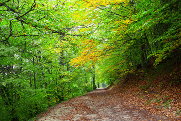 Beech forest in autumn on the slopes of the Carpathians