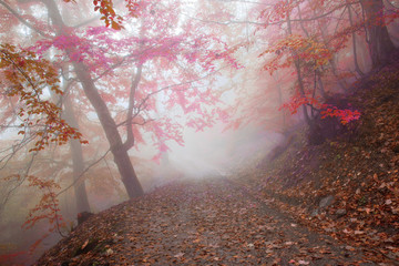 Beech forest in autumn on the slopes of the Carpathians