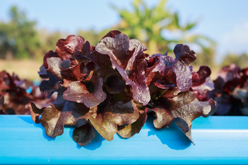 Organic hydroponic vegetable cultivation farm