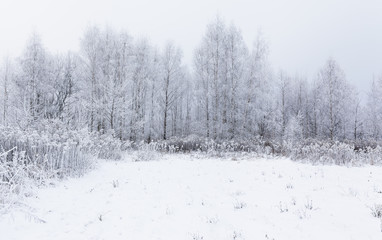 Beautiful magic white frozen winter in the forest of Lithuania