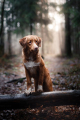 Dog Nova Scotia Duck Tolling Retriever in winter park