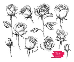 Vector hand drawn botanical rose set. Engraved collection - obrazy, fototapety, plakaty