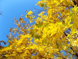 Yellow leaves on tree in autumn
