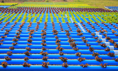 Obraz premium Organic hydroponic vegetable cultivation farm