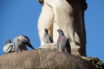 Fototapeta premium pigeons on the monument