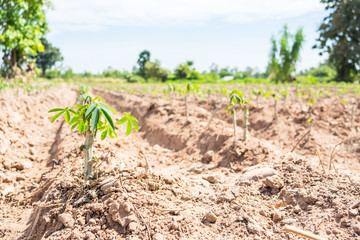 Small cassava tree