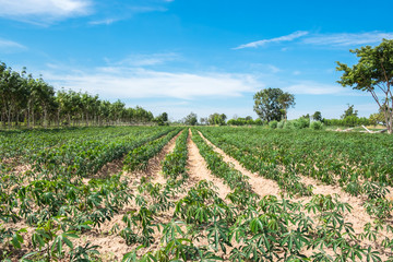 Obraz premium Cassava field