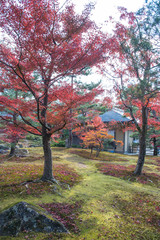 view of the park with red maples tree in Japan