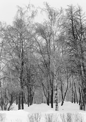 Trees in a winter snow-covered park