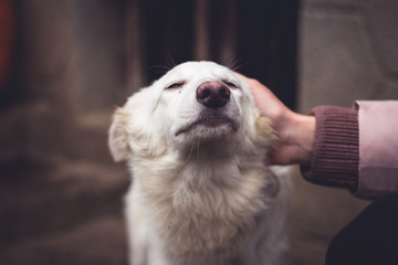 Shelter for homeless dogs