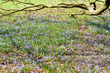 Obraz premium Common Bluebells.