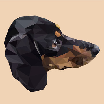 Dachshund dog animal low poly design. Triangle vector illustration.